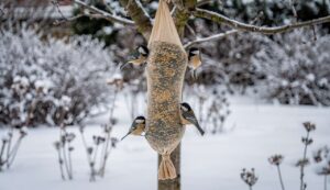 Bevor Sie die Laufmasche wegwerfen: Diese Strumpfhose kann im Winter Meisen retten
